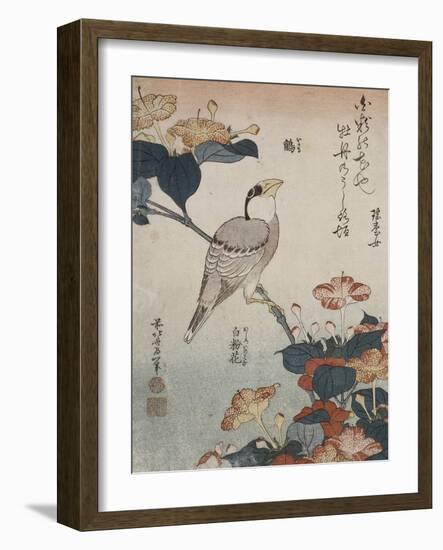 Gros-bec et mirabilis-Katsushika Hokusai-Framed Giclee Print