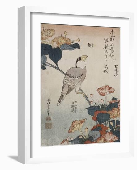 Gros-bec et mirabilis-Katsushika Hokusai-Framed Giclee Print