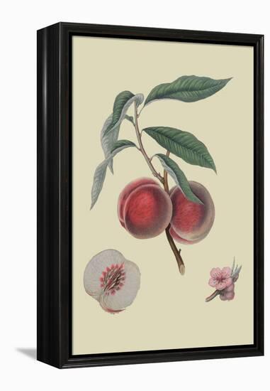 Gros Mignonne Peach-William Hooker-Framed Stretched Canvas