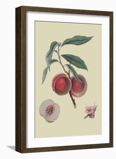 Gros Mignonne Peach-William Hooker-Framed Art Print