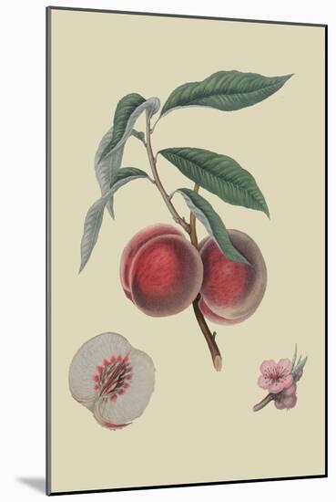 Gros Mignonne Peach-William Hooker-Mounted Art Print