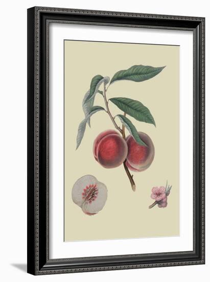 Gros Mignonne Peach-William Hooker-Framed Art Print