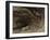 Grotto of Sarrazine near Nans-sous-Sainte-Anne, c.1864-Gustave Courbet-Framed Giclee Print