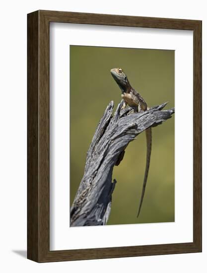 Ground agama (Agama aculeata aculeata), male, Kgalagadi Transfrontier Park, South Africa, Africa-James Hager-Framed Photographic Print