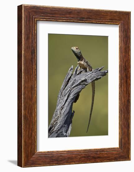 Ground agama (Agama aculeata aculeata), male, Kgalagadi Transfrontier Park, South Africa, Africa-James Hager-Framed Photographic Print