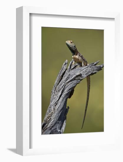 Ground agama (Agama aculeata aculeata), male, Kgalagadi Transfrontier Park, South Africa, Africa-James Hager-Framed Photographic Print