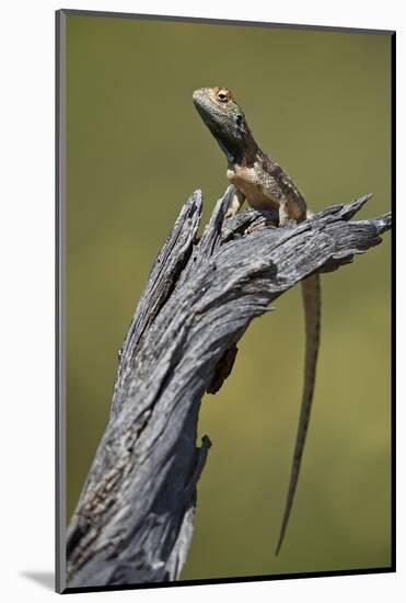 Ground agama (Agama aculeata aculeata), male, Kgalagadi Transfrontier Park, South Africa, Africa-James Hager-Mounted Photographic Print