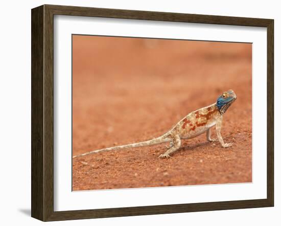 Ground Agama (Agama Aculeata), Kgalagadi Transfrontier Park, Northern Cape, South Africa, Africa-Ann & Steve Toon-Framed Photographic Print