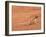 Ground Agama (Agama Aculeata), Kgalagadi Transfrontier Park, Northern Cape, South Africa, Africa-Ann & Steve Toon-Framed Photographic Print