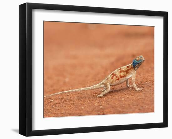 Ground Agama (Agama Aculeata), Kgalagadi Transfrontier Park, Northern Cape, South Africa, Africa-Ann & Steve Toon-Framed Photographic Print