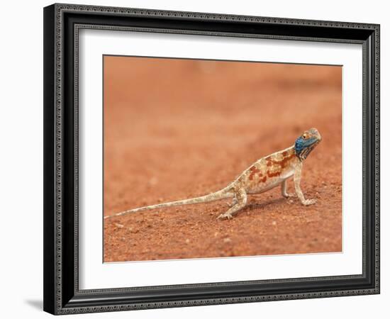 Ground Agama (Agama Aculeata), Kgalagadi Transfrontier Park, Northern Cape, South Africa, Africa-Ann & Steve Toon-Framed Photographic Print