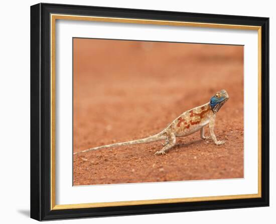 Ground Agama (Agama Aculeata), Kgalagadi Transfrontier Park, Northern Cape, South Africa, Africa-Ann & Steve Toon-Framed Photographic Print