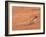 Ground Agama (Agama Aculeata), Kgalagadi Transfrontier Park, Northern Cape, South Africa, Africa-Ann & Steve Toon-Framed Photographic Print