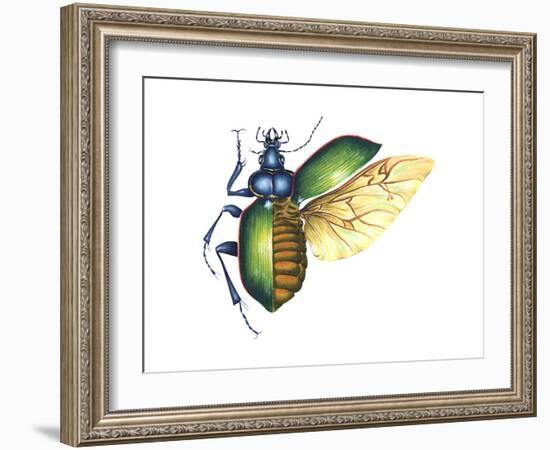 Ground Beetle (Carabidae), Insects-Encyclopaedia Britannica-Framed Art Print