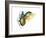 Ground Beetle (Carabidae), Insects-Encyclopaedia Britannica-Framed Art Print