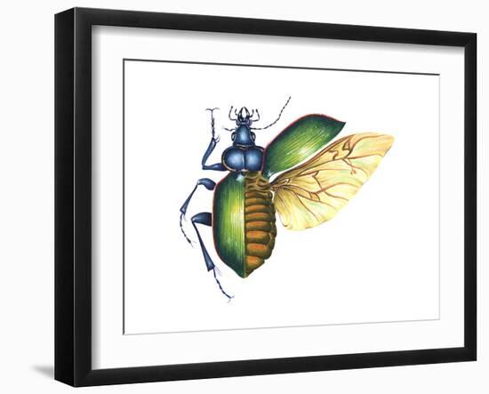 Ground Beetle (Carabidae), Insects-Encyclopaedia Britannica-Framed Art Print