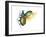 Ground Beetle (Carabidae), Insects-Encyclopaedia Britannica-Framed Art Print