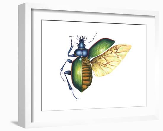 Ground Beetle (Carabidae), Insects-Encyclopaedia Britannica-Framed Art Print