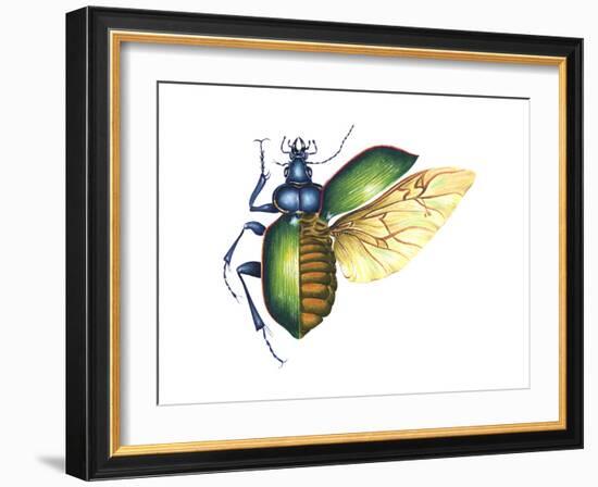 Ground Beetle (Carabidae), Insects-Encyclopaedia Britannica-Framed Art Print