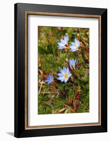 Ground cover, Antisana Ecological Reserve, Ecuador.-Adam Jones-Framed Photographic Print