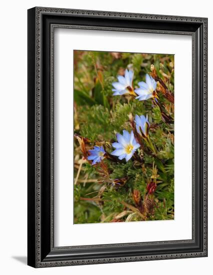 Ground cover, Antisana Ecological Reserve, Ecuador.-Adam Jones-Framed Photographic Print