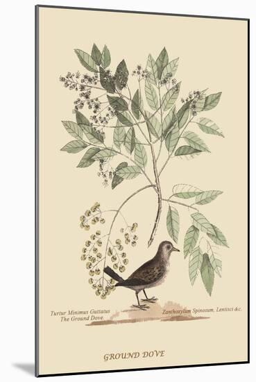 Ground Dove-Mark Catesby-Mounted Art Print