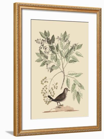 Ground Dove-Mark Catesby-Framed Art Print