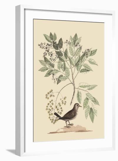 Ground Dove-Mark Catesby-Framed Art Print