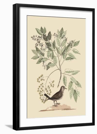 Ground Dove-Mark Catesby-Framed Art Print