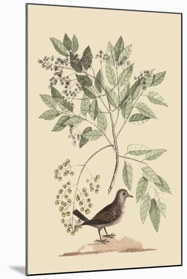 Ground Dove-Mark Catesby-Mounted Art Print