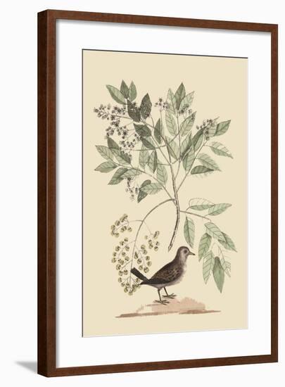 Ground Dove-Mark Catesby-Framed Art Print