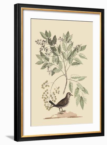 Ground Dove-Mark Catesby-Framed Art Print