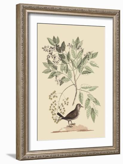 Ground Dove-Mark Catesby-Framed Art Print