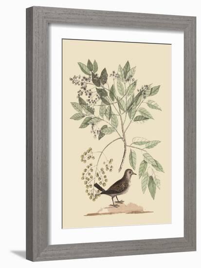 Ground Dove-Mark Catesby-Framed Art Print