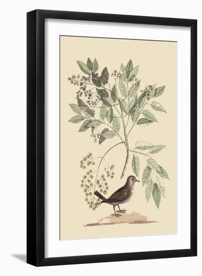 Ground Dove-Mark Catesby-Framed Art Print