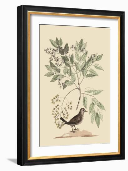 Ground Dove-Mark Catesby-Framed Art Print