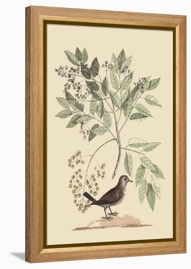 Ground Dove-Mark Catesby-Framed Stretched Canvas