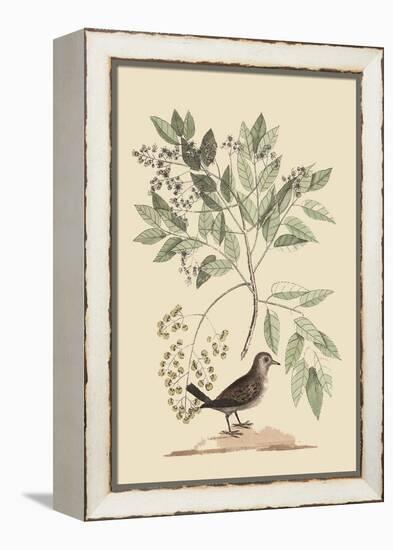 Ground Dove-Mark Catesby-Framed Stretched Canvas