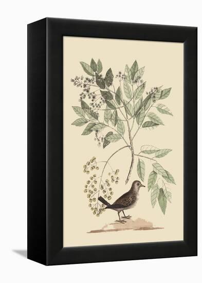 Ground Dove-Mark Catesby-Framed Stretched Canvas