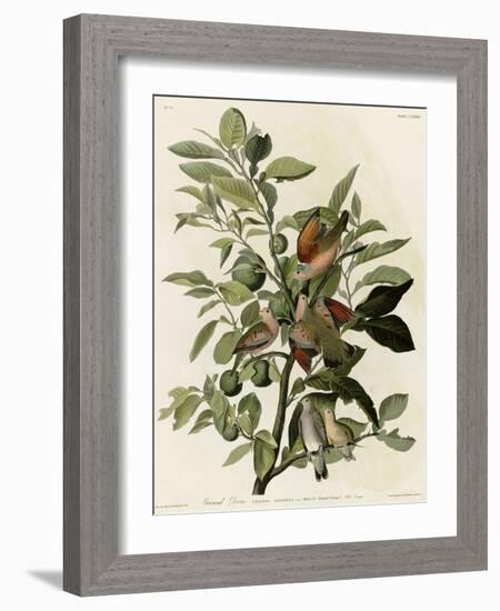 Ground Dove-null-Framed Giclee Print