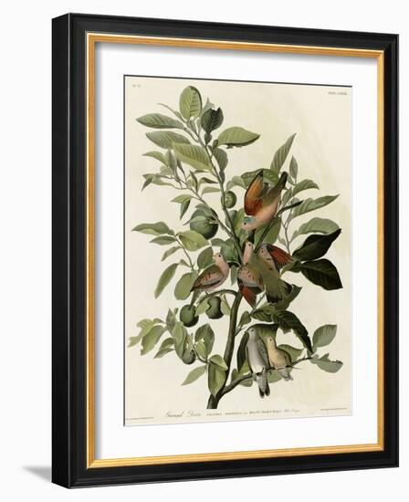 Ground Dove-null-Framed Giclee Print