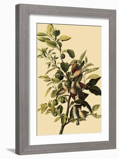 Ground Doves-John James Audubon-Framed Giclee Print