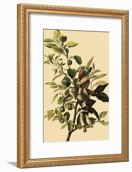 Ground Doves-John James Audubon-Framed Giclee Print