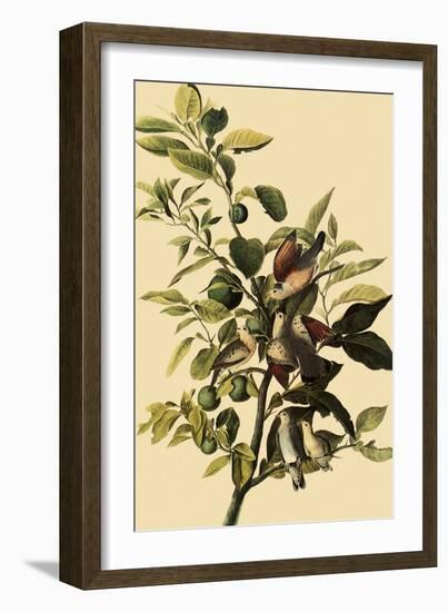 Ground Doves-John James Audubon-Framed Giclee Print