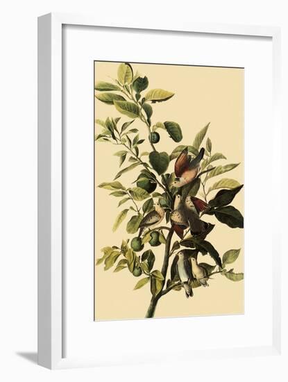 Ground Doves-John James Audubon-Framed Giclee Print