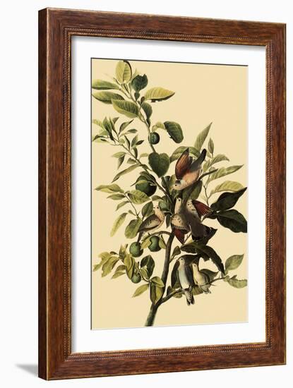 Ground Doves-John James Audubon-Framed Giclee Print