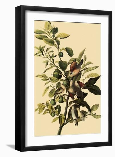 Ground Doves-John James Audubon-Framed Giclee Print