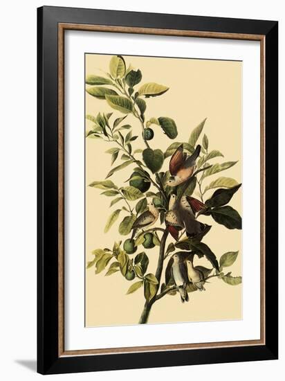 Ground Doves-John James Audubon-Framed Giclee Print