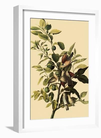 Ground Doves-John James Audubon-Framed Giclee Print