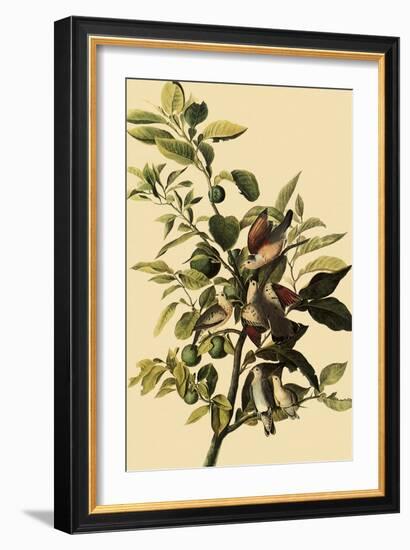 Ground Doves-John James Audubon-Framed Giclee Print